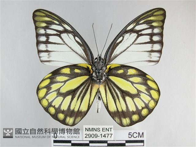 鋸粉蝶藏品圖，第2張