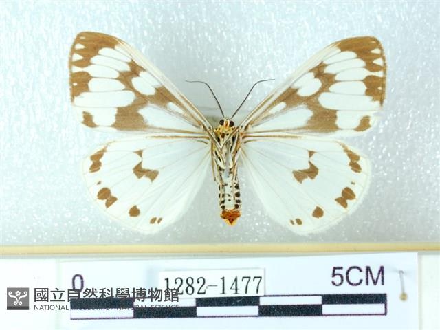 粉蝶燈蛾藏品圖，第2張