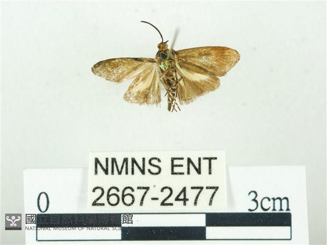 叉紋閃舞蛾藏品圖，第2張