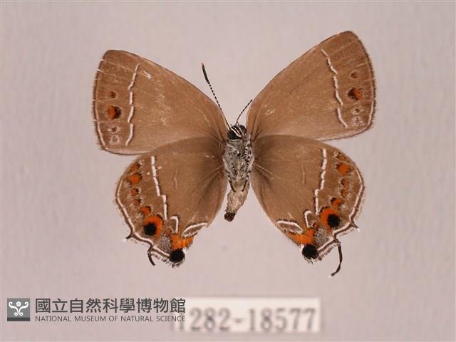 田中洒灰蝶藏品圖，第2張