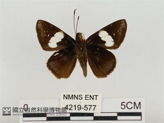 連紋袖弄蝶菲律賓亞種藏品圖，第2張