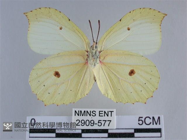 臺灣鉤粉蝶藏品圖，第2張