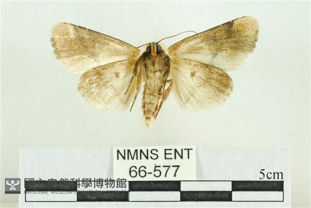 臺灣斑蕊夜蛾藏品圖，第2張