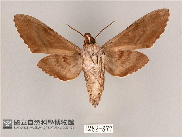 細斜紋霜天蛾藏品圖，第2張