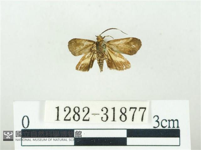 叉紋閃舞蛾藏品圖，第2張