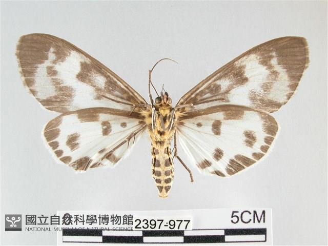 扭擬燈蛾藏品圖，第2張