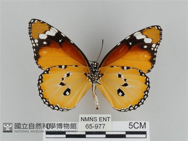 樺斑蝶藏品圖，第2張