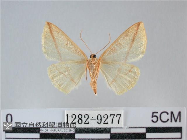 澄線尺蛾藏品圖，第2張