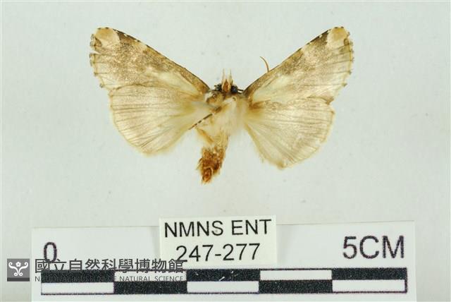 連珠波紋蛾藏品圖，第2張