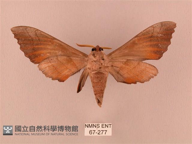 栗六點天蛾藏品圖，第2張