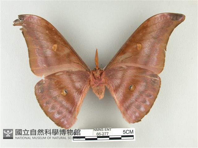 紅目天蠶蛾藏品圖，第2張