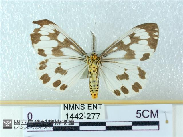 粉蝶燈蛾藏品圖，第2張