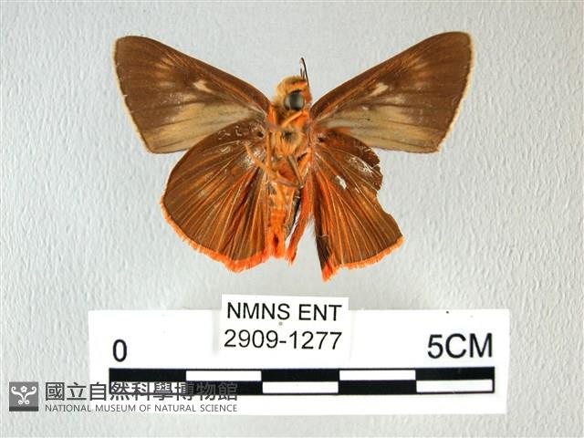 橙翅傘弄蝶藏品圖，第2張