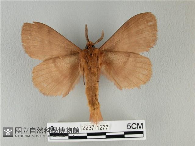 波紋枯葉蛾藏品圖，第2張