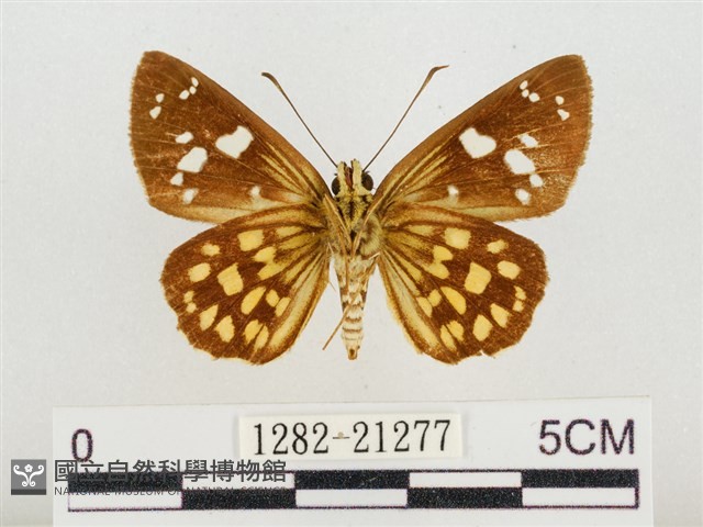 臺灣流星弄蝶藏品圖，第2張