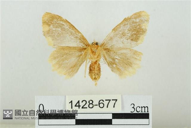 黑翅黃毒蛾藏品圖，第2張
