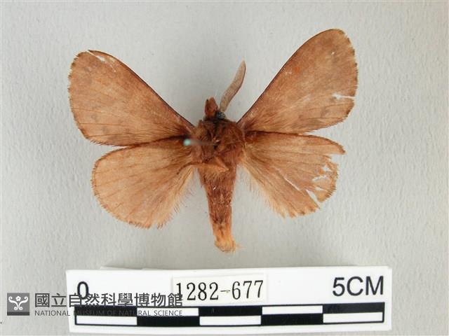 鋸紋枯葉蛾藏品圖，第2張