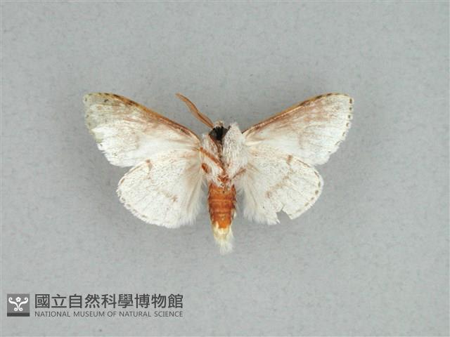 灰舟蛾藏品圖，第2張