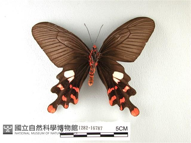 多姿麝鳳蝶藏品圖，第2張