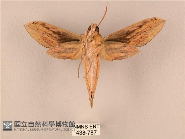 棕綠背線天蛾藏品圖，第2張