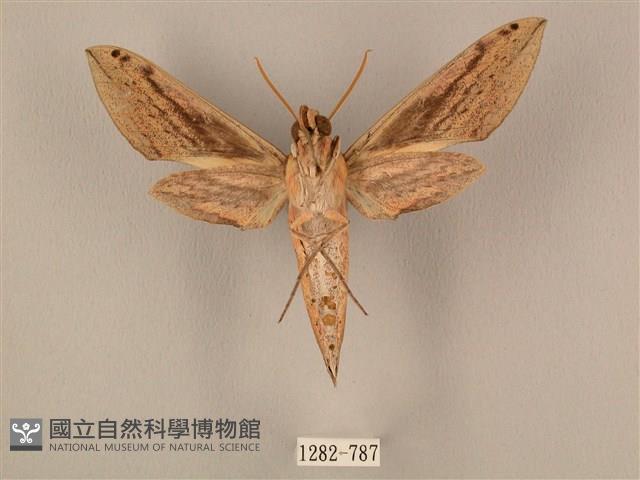 棕綠背線天蛾藏品圖，第2張