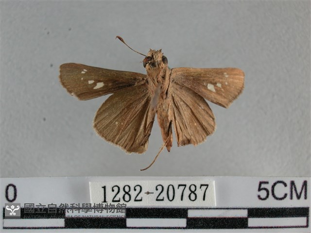 小稻弄蝶藏品圖，第2張