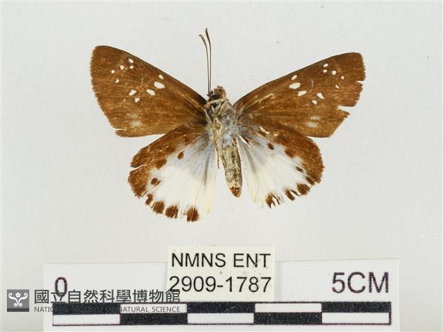 熱帶白裙弄蝶藏品圖，第2張