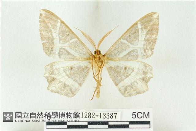 樹形尺蛾藏品圖，第2張