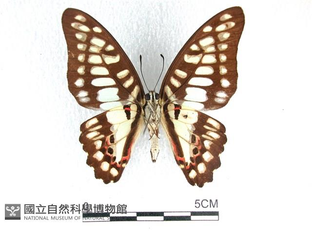 木蘭青鳳蝶藏品圖，第2張