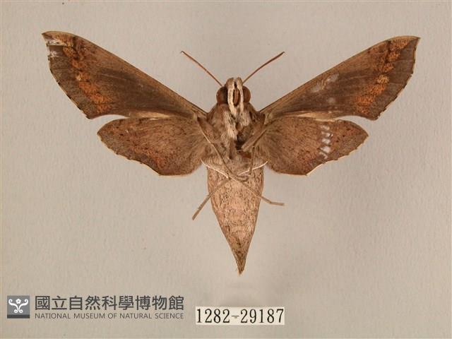 斜線天蛾藏品圖，第2張