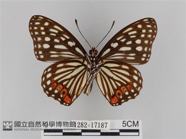 紅星脈蛺蝶藏品圖，第2張