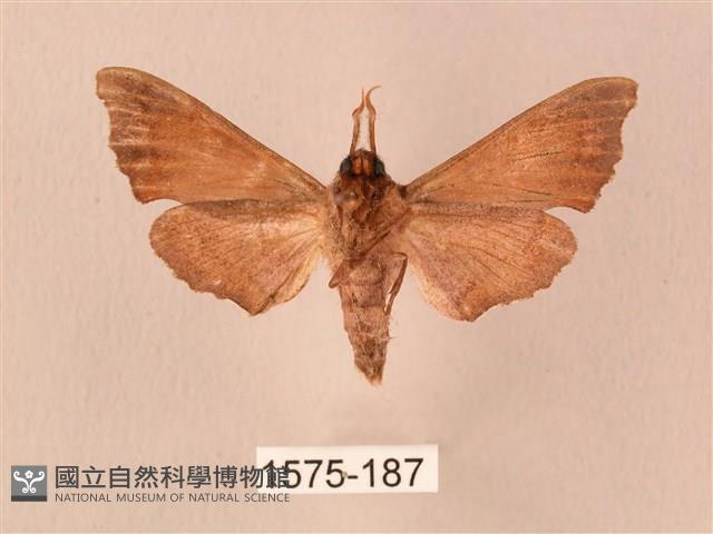 楓天蛾藏品圖，第2張