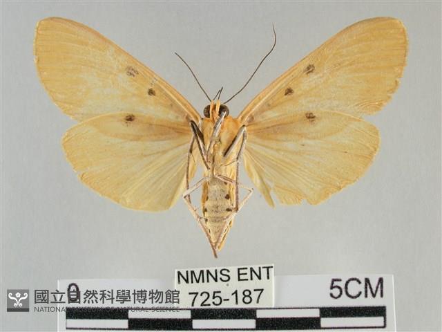 橙擬燈蛾藏品圖，第2張
