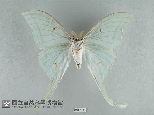 長尾水青蛾藏品圖，第2張