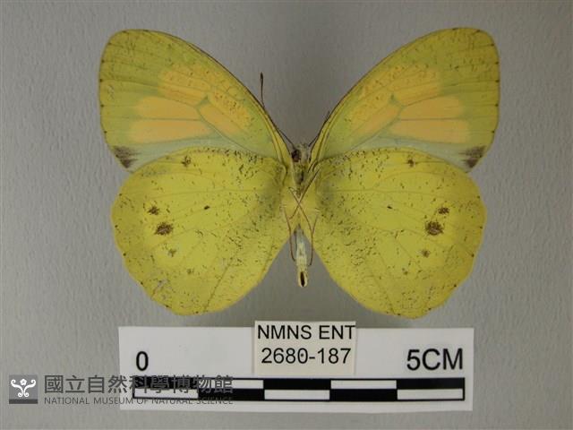 異粉蝶、雌白黃蝶藏品圖，第2張