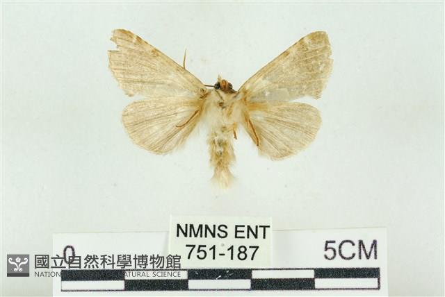 寬帶波紋蛾藏品圖，第2張