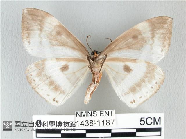 圓翅大鉤蛾藏品圖，第2張