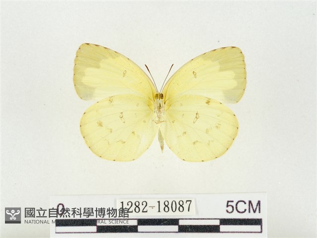 島嶼黃蝶、江崎黃蝶藏品圖，第2張