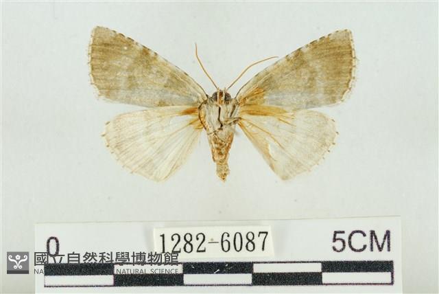 臺灣銀斑異波紋蛾藏品圖，第2張