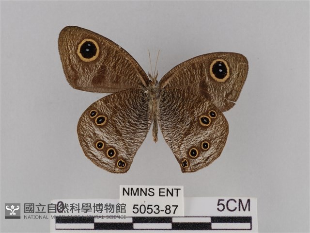 大波眼蝶藏品圖，第2張