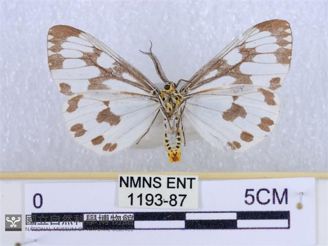 粉蝶燈蛾藏品圖，第2張