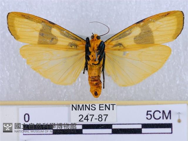 閃光苔蛾藏品圖，第2張