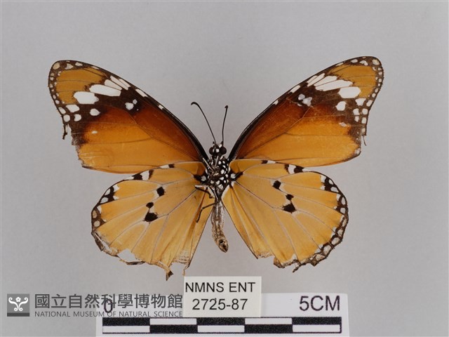 樺斑蝶藏品圖，第2張