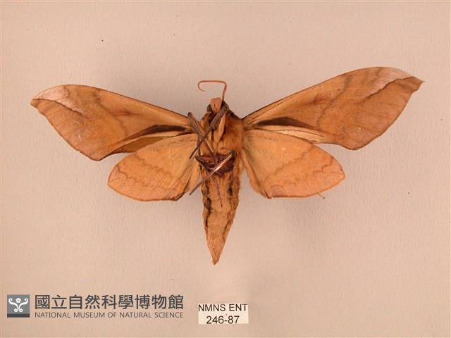 波紋豆天蛾藏品圖，第2張