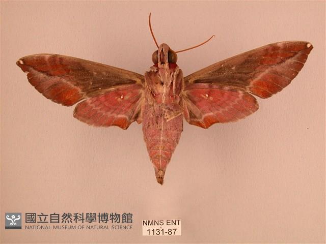 暗綠白腰天蛾藏品圖，第2張