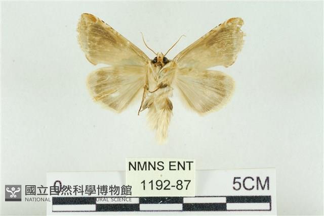 印華波紋蛾藏品圖，第2張