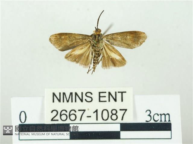 叉紋閃舞蛾藏品圖，第2張