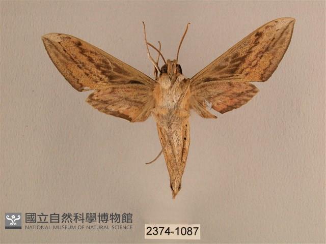 背線天蛾藏品圖，第2張