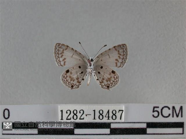 黑星灰蝶藏品圖，第2張