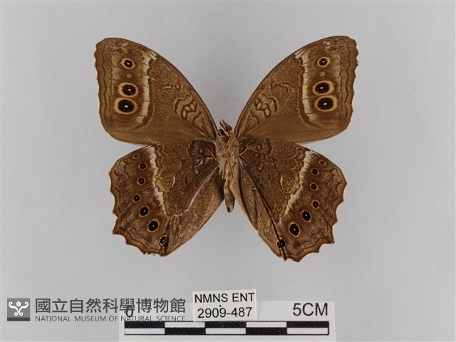 褐翅蔭眼蝶藏品圖，第2張